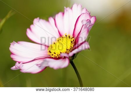 Photo Of A Garden Flower Kosmea With White Petals With A Pink Border