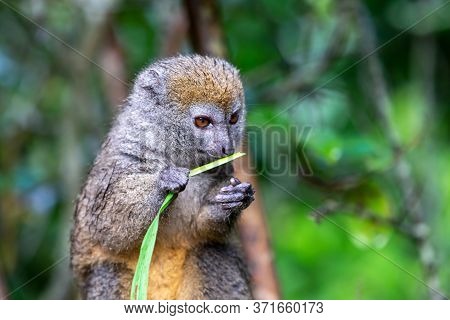 A Bamboo Lemur With A Blade Of Grass On A Branch