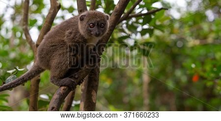 Funny Bamboo Lemurs On A Tree Branch Watch The Visitors