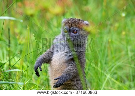 A Bamboo Lemur Between The Tall Grass Looks Curious