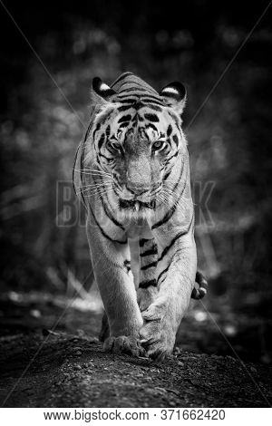 Wild Adult Male Tiger Head On At Eye Level In Black And White At Kanha National Park Or Tiger Reserv