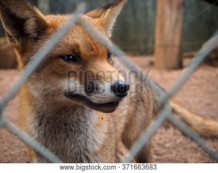 Portrait Of A Red Fox In The Zoo