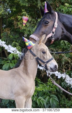 The Heads Of A Brown Mare And A Yellow Foal With Party Hats And Guirlandes In The Trees. Background 