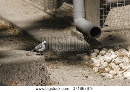 Close-up Portrait Of A White Wagtail, Motacilla Alba, Bird With White, Gray And Black Feathers
