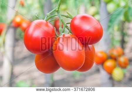Bunch Of Ripe Red Tomatoes Closeup On Vegetable Garden Background