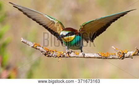 European Bee-eater, Merops Apiaster. In The Early Morning, The Bird Sits On A Beautiful Old Branch. 