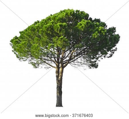 A Stone Pine, Umbrella Form Tree Isolated, Dicut On White Background With Clipping Path