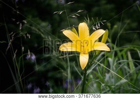 Daylily Blossom In Summer