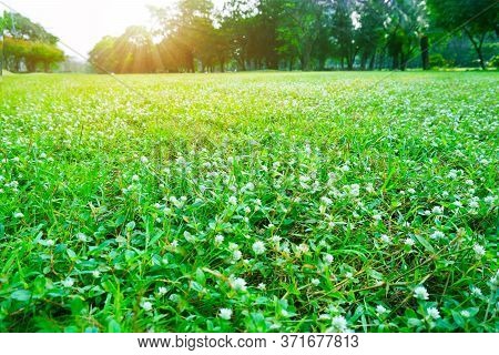 White Petals Of Gomphrena Weed In Fresh Green Long Lawn, An Old Golf Course In Public Park, Trees On