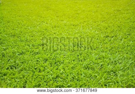 Lush Green Lawn Of Carpet Grass Under Sunlight