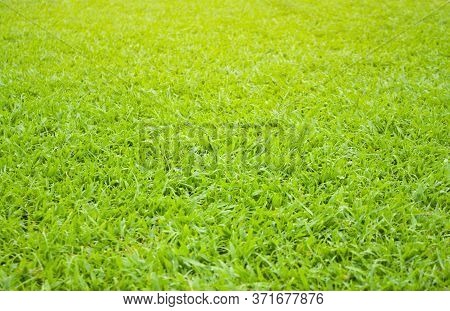 Lush Green Lawn Of Carpet Grass Under Sunlight, Close Up Photo