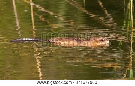 Ondatra Zibethicus, Muskrat. In The Early Morning, The Animal Collects Apples On The Shore And Drags