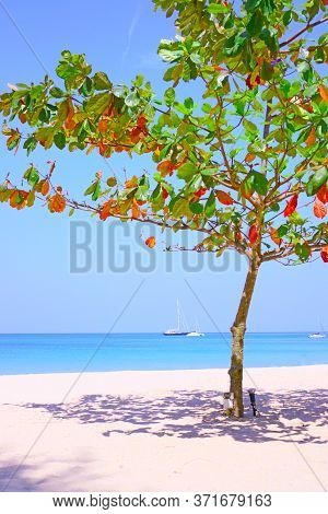 Branches Of Bengal Almond And Olive-bark Tree On The White Sand Beach And Many Boats  In The Blue Se