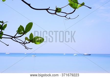 Branches Of Bengal Almond Or Olive-bark Tree And Many Boats  In The Blue Sea Are Behide, On The Blue