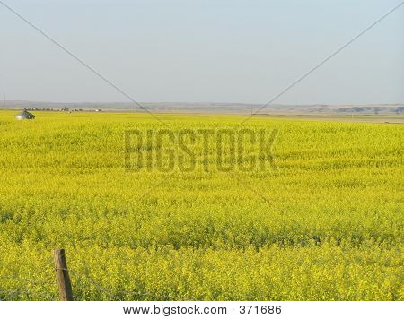 Letní řepka pole
