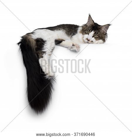 Adorable Young Bicolor Ticked Maine Coon Cat, Laying On An Edge. Long Tail Hanging Down From Edge. L