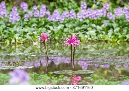 Lotus Bloom Colorful Pink In The Lake.blurry In The Foreground.