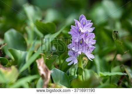 Close Up Water Hyacinth Flower Fields Bloom Colorful Purple In The Lake.