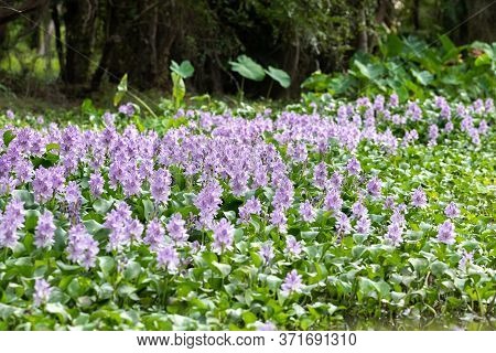 Water Hyacinth Flower Fields Bloom Colorful Purple In The Lake.