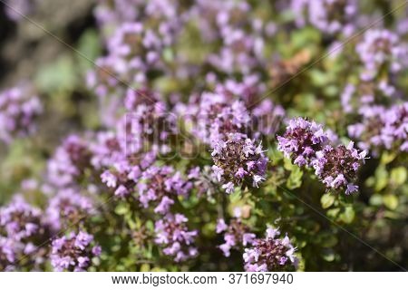 Larger Wild Thyme Flowers - Latin Name - Thymus Pulegioides