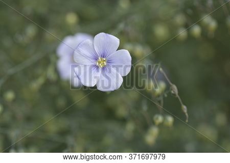 Perennial Flax Flower - Latin Name - Linum Perenne