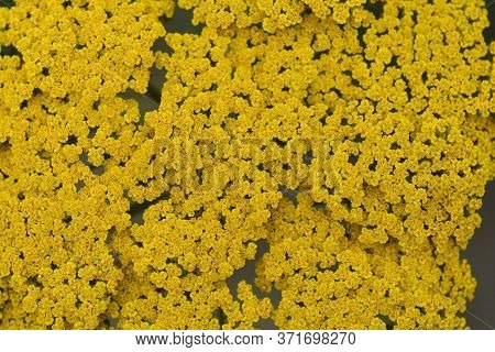 Gold Plate Yarrow Flower Detail - Latin Name - Achillea Filipendulina Gold Plate