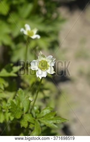 Cutleaf Anemone - Latin Name - Anemone Multifida