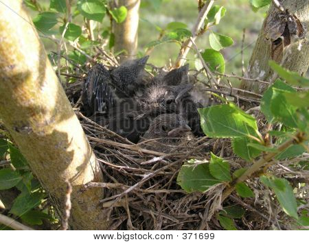 Přeplněné hnízdo