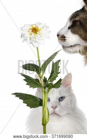 Side View Of A Single White Dahlia Flower With Leafs, Photobombed By Two Cats. Isolated On White Bac