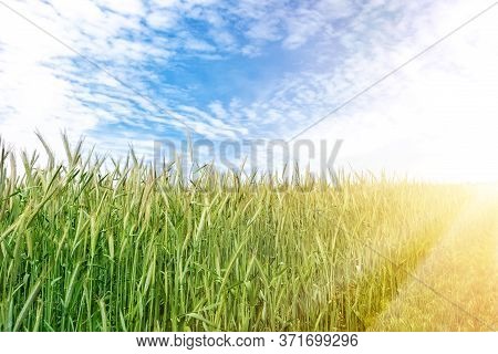 Scenic Landscape Of Growing Young Organic Wheat Stalk Field Against Blue Sky On Bright Sunny Summer 