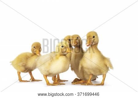 Group Of 5 Three Day Old Cute Peking Duck Chicks, Standing In Group. Looking Towards Camera. Isolate