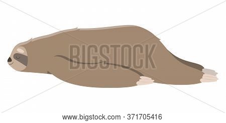 Cute Sleeping Sloth. Vector Illustration In Cartoon Style Isolated On White Background.