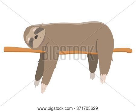 Sloth Sleeping On Branch. Vector Illustration In Cartoon Style Isolated On White Background.