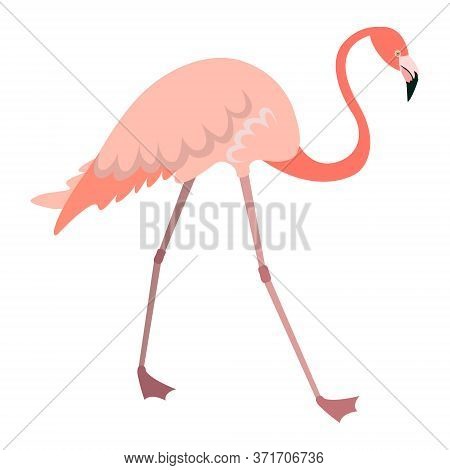 Walking Flamingo In Flat Style. Pink Bird Isolated On White Background.