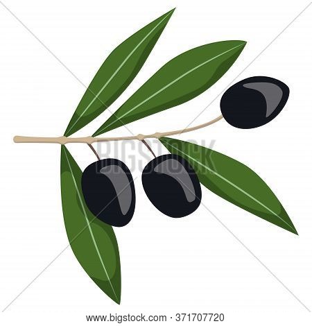 Black Olives On Branch. Illustration In Cartoon Style Isolated On White Background.