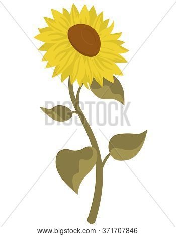 Sunflower In Cartoon Style. Beautiful Flower Isolated On White Background.