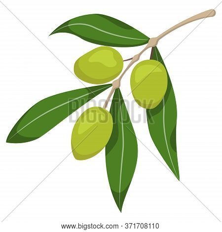 Green Olives On Branch. Illustration In Cartoon Style Isolated On White Background.