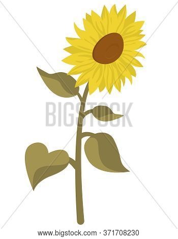 Sunflower In Cartoon Style. Beautiful Flower Isolated On White Background.