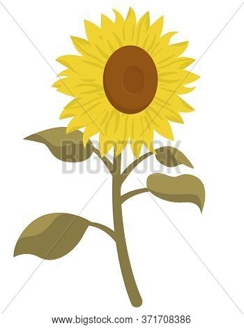 Sunflower In Cartoon Style. Beautiful Flower Isolated On White Background.