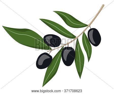 Black Olives On Branch. Illustration In Cartoon Style Isolated On White Background.