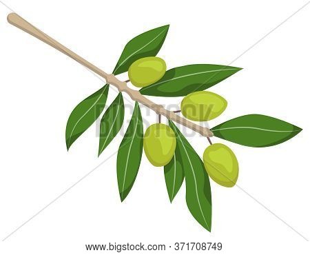 Green Olives On Branch. Illustration In Cartoon Style Isolated On White Background.