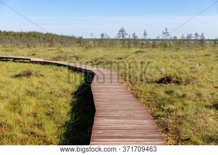 Ecological Hiking Trail In A National Park Through Peat Bog Swamp, Wooden Path Through Protected Env
