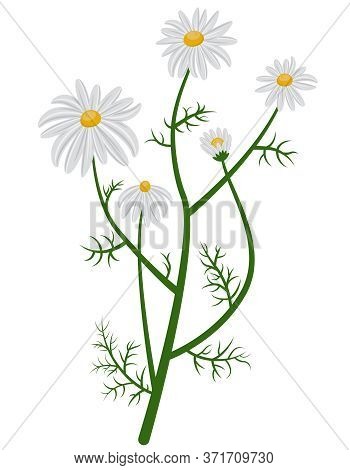 Beautiful Chamomile Bush. Daisies In Cartoon Style Isolated On White Background.