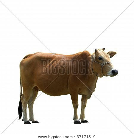 Brązowe krowy na białym tle