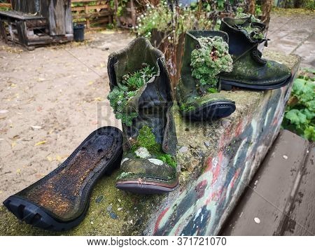 Upcycle Old Things Creatively Succulent Plants And Moss And Trendy Succulent Plants Growing In Sever