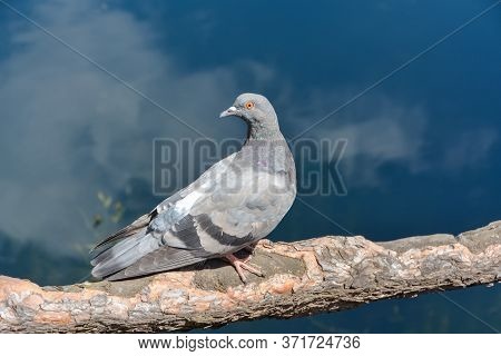 a pigeon sits on the root of a tree and looks at the water