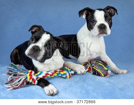 Dois filhotes de Boston Terrier com brinquedo