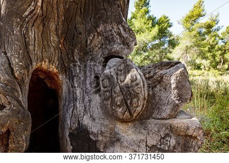 Jerusalem, Israel, June 13, 2020 : The Remains Of An Old Dry Tree With A Beetle Carved On A Trunk In