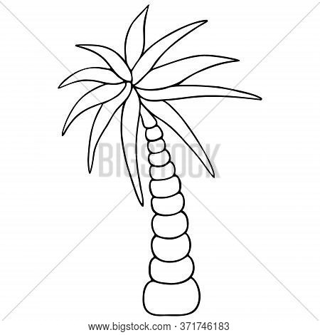 Palma. An Exotic Plant With A Powerful Trunk And Large Leaves. Coco. Vector Illustration. Outline On