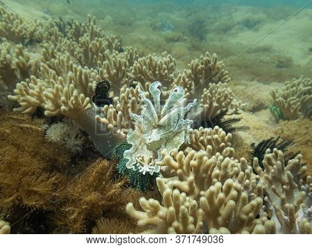 A Cuttlefish At A Tropical Coral Reef In Malapascua, Philippines. These Coral Reefs Have An Outstand